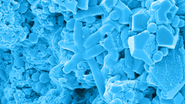 Клетки бактерии <i>Sporosarcina pasteurii</i> на поверхности биоцементного материала. Фото: Роман Камышинский