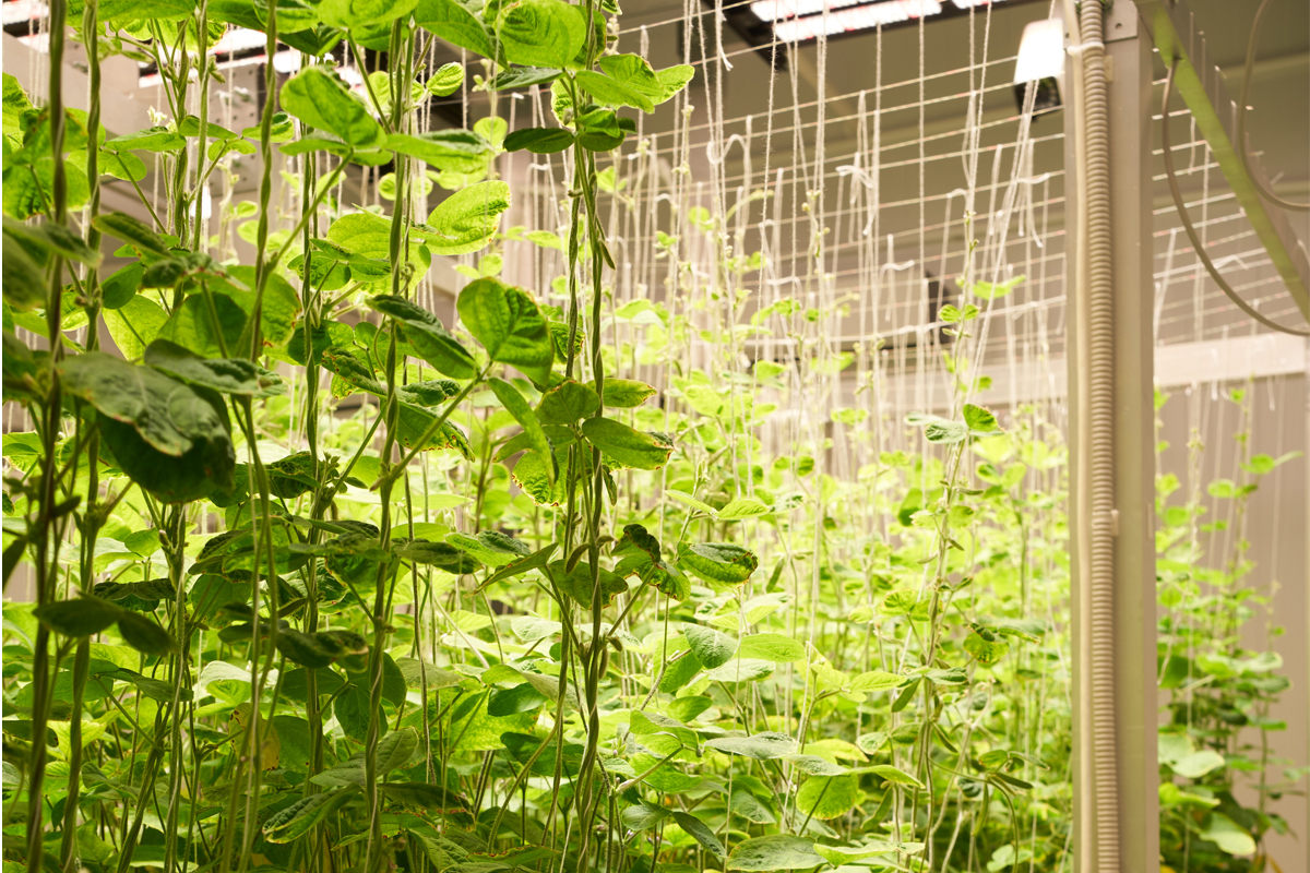 В Курчатовском геномном центре разработали установку для ускоренного развития растений